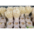 Mushroom Container Greenhouse with Hydroponic Growing System